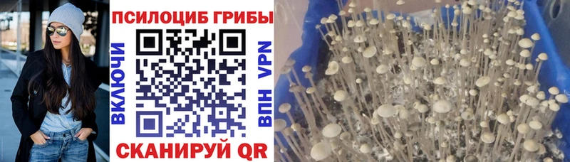 купить наркотики цена Новое Девяткино Псилоцибиновые грибы Cubensis